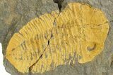 Bright-Orange Dalmanitid (Ormathops) Trilobite With Pos/Nev #355822-3